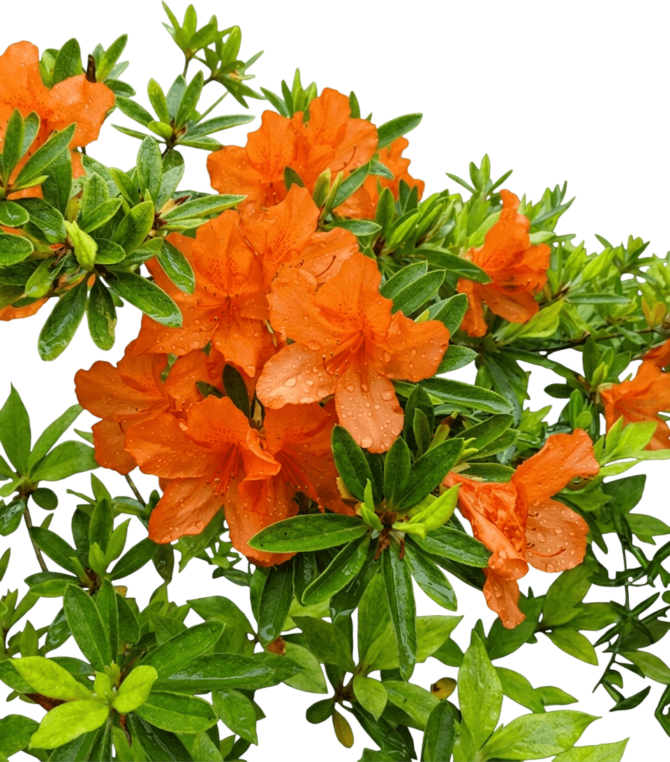 mandarin lights azalea (orange) (Rhododendron X 'Mandarin Lights') - Ground-layer plants