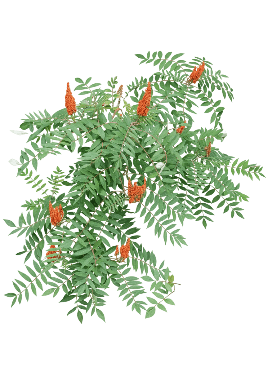 Sumac, Rocky Mountain (Rhus Glabra Cismontana) - Ground Layers