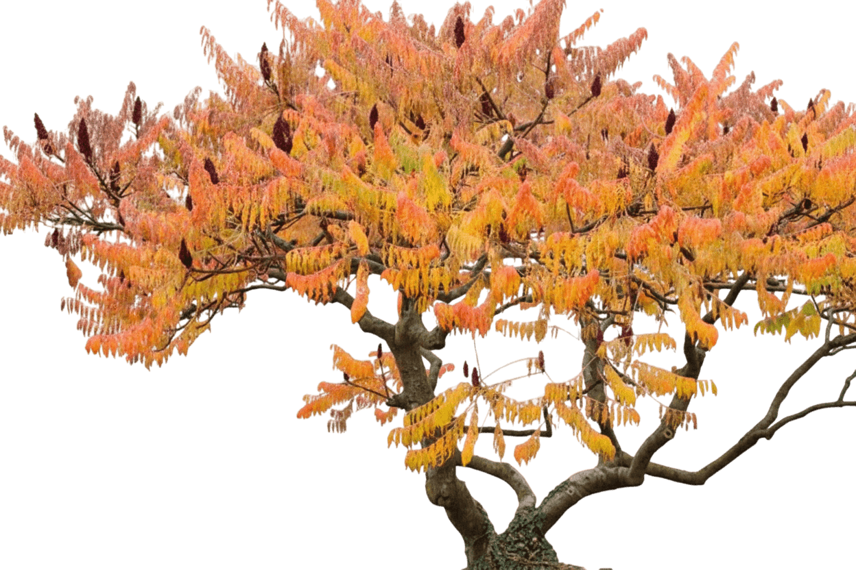 Sumac, Cutleaf Staghorn (Rhus Typhina 'Laciniata') - Ground Layers