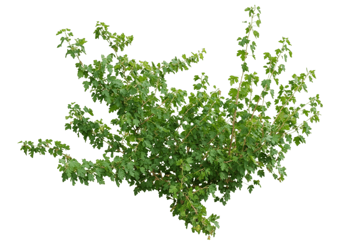 Currant, Gwen'S Buffalo (Ribes Aureum 'Gwens Buffalo') - Ground Layers