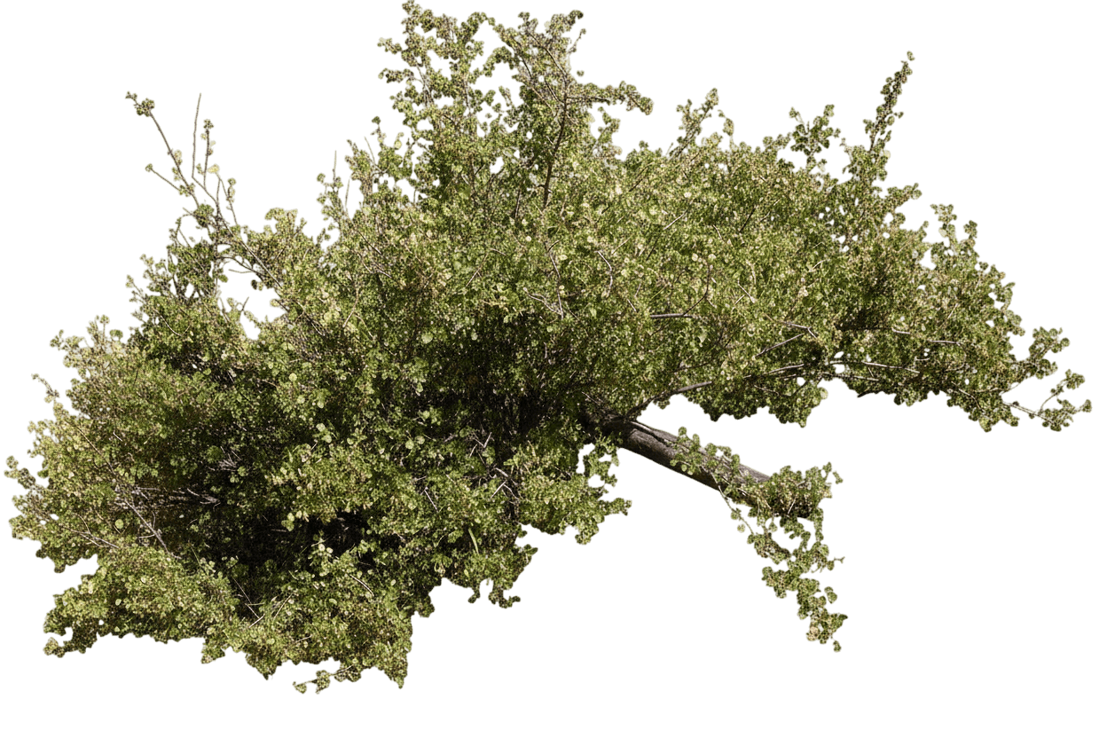 Currant, Wax (Ribes Cereum) - Ground Layers