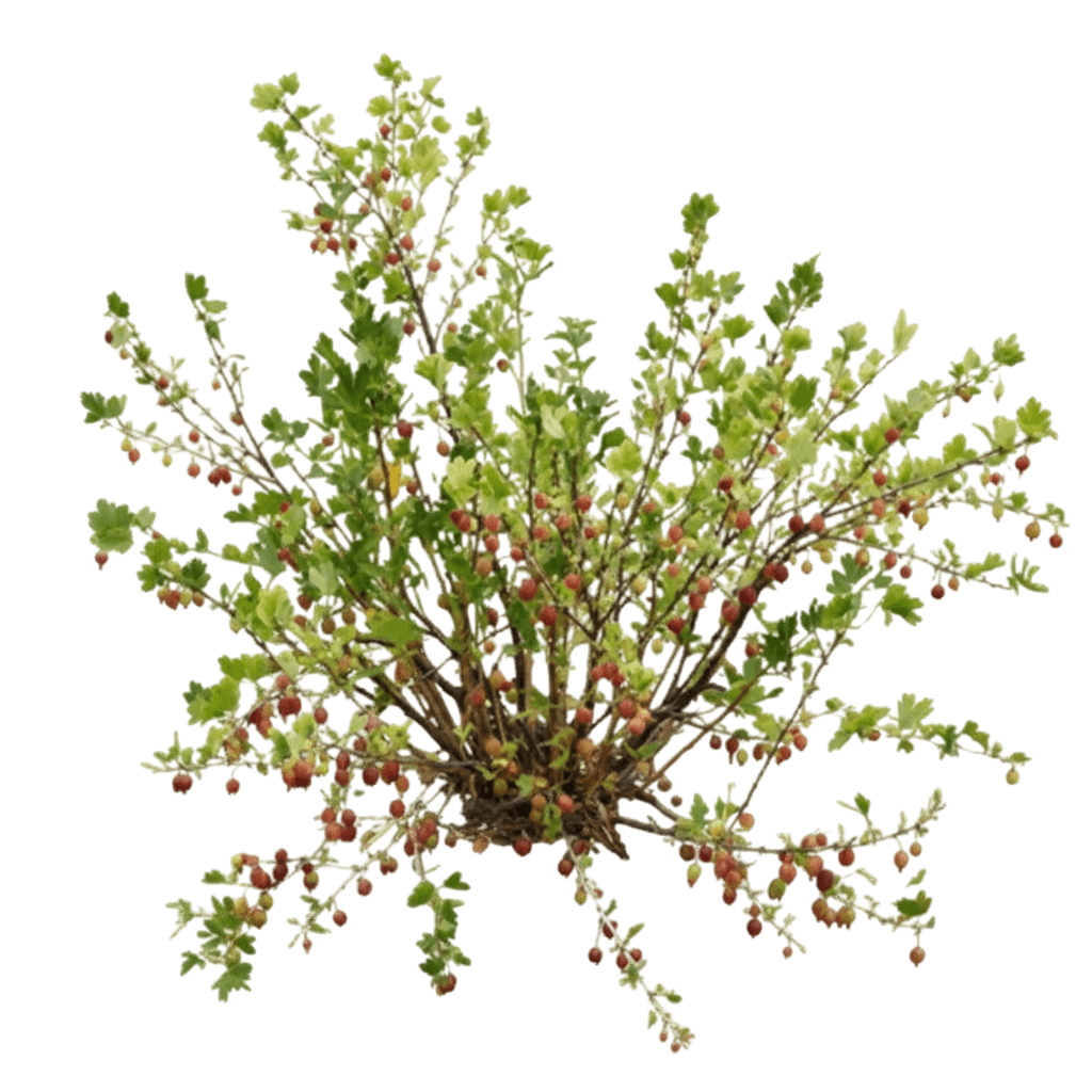 Gooseberry, Comanche (Ribes Uva-Crispa 'Red Jacket') - Ground Layers