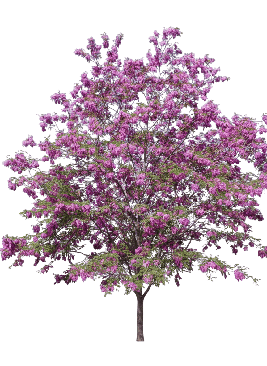 Locust, Purple Robe (Robinia Psuedoacacia ‘Purple Robe’) - Flowering Trees