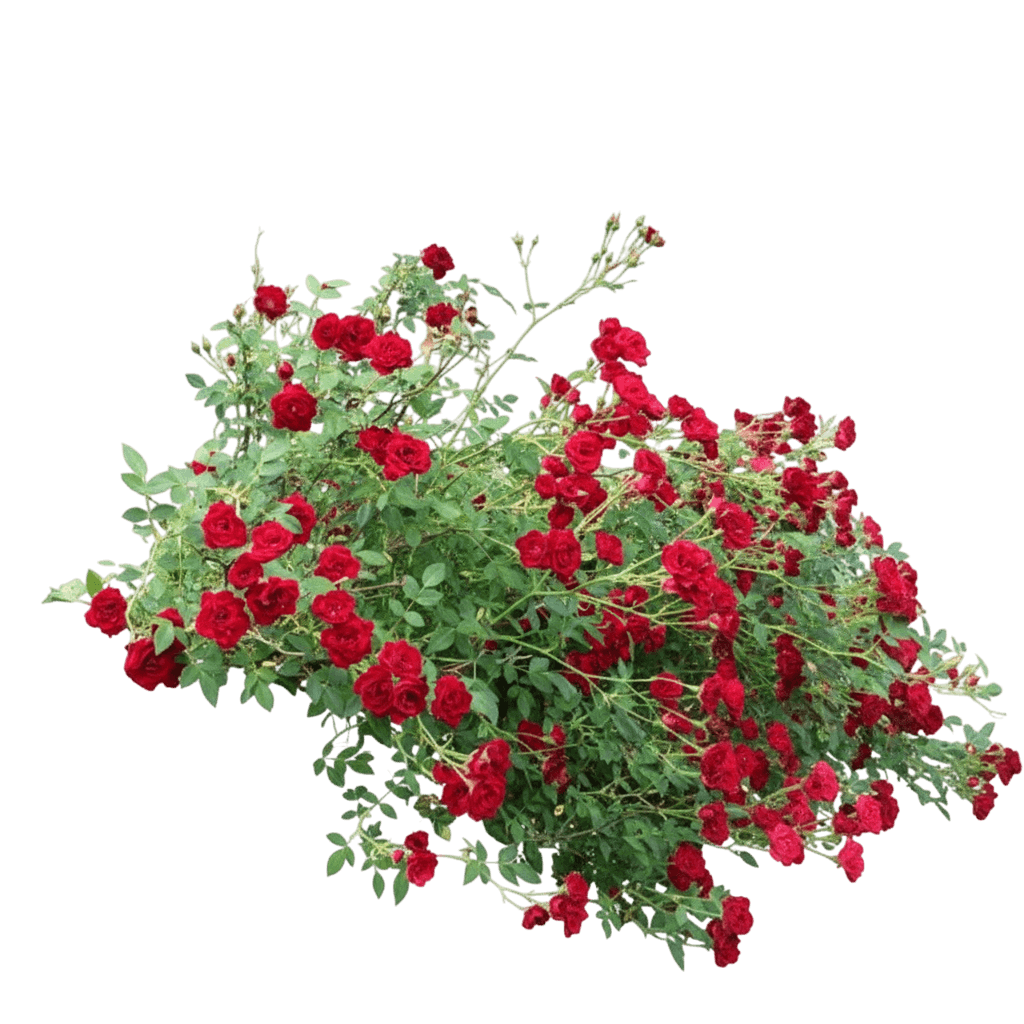Rose, Red Cascade (Rosa ‘Red Cascade’) - Ground Layers