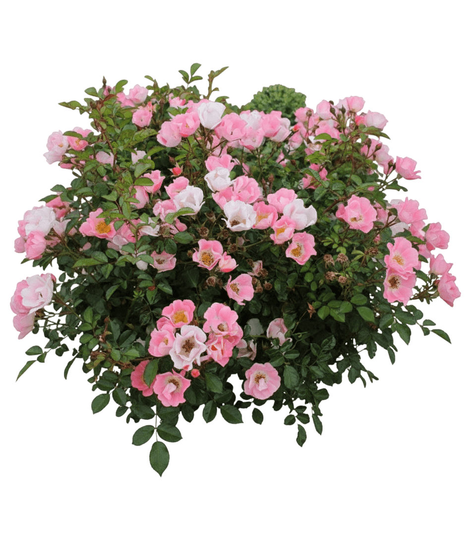 Rose, Carefree Delight (Rosa 'Carefree Delight') - Ground Layers