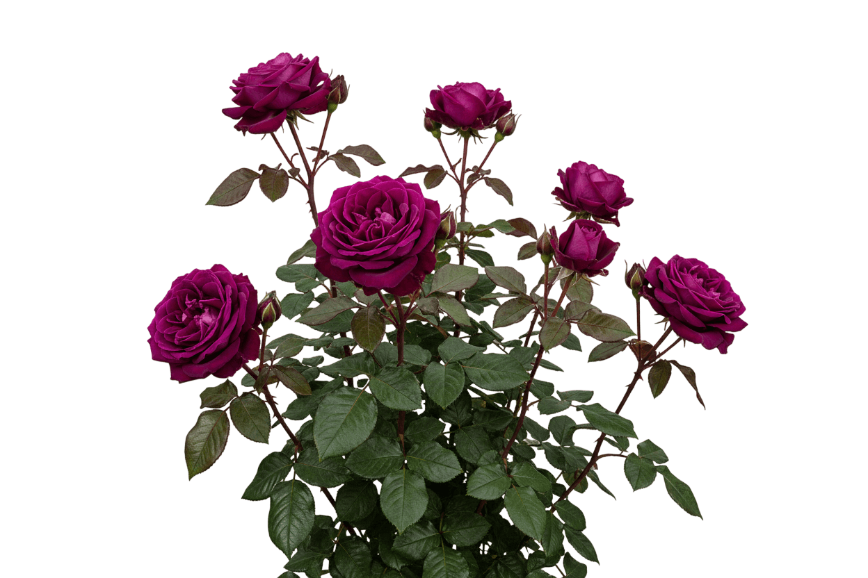 Intrigue Rose Tree (Rosa 'Intrigue') - Flowering Trees