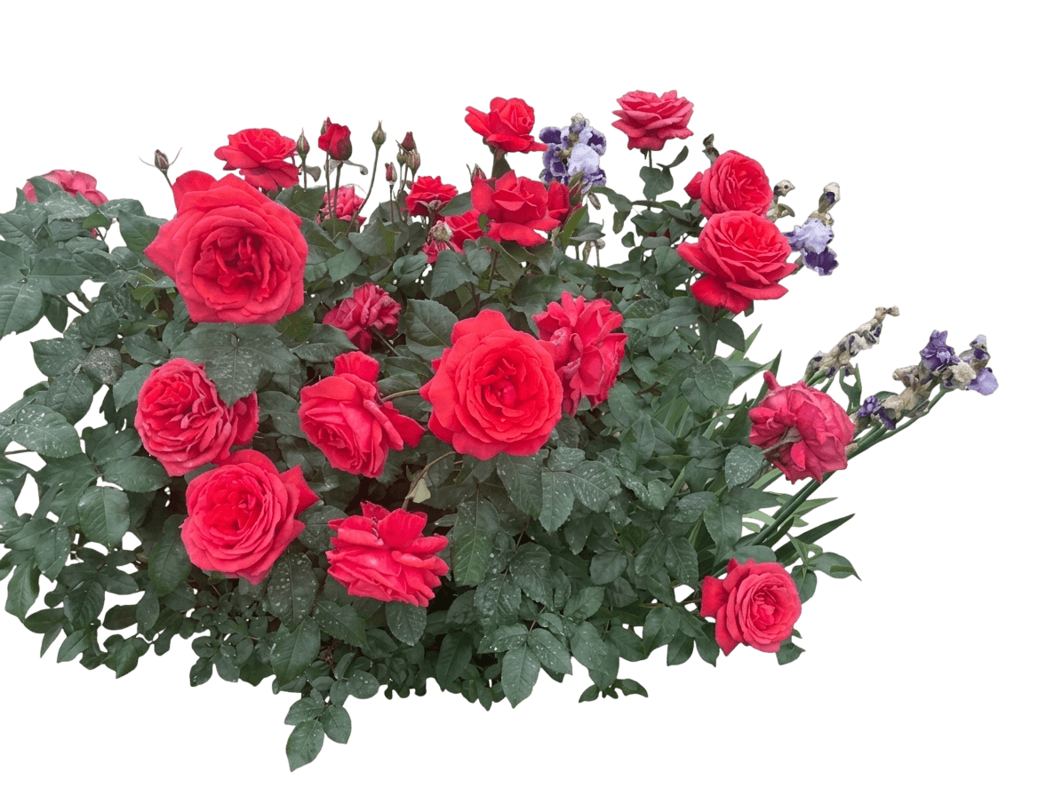 Fragrant Cloud Rose (Rosa Fragrant Cloud 'Tanellis') - Ground Layers