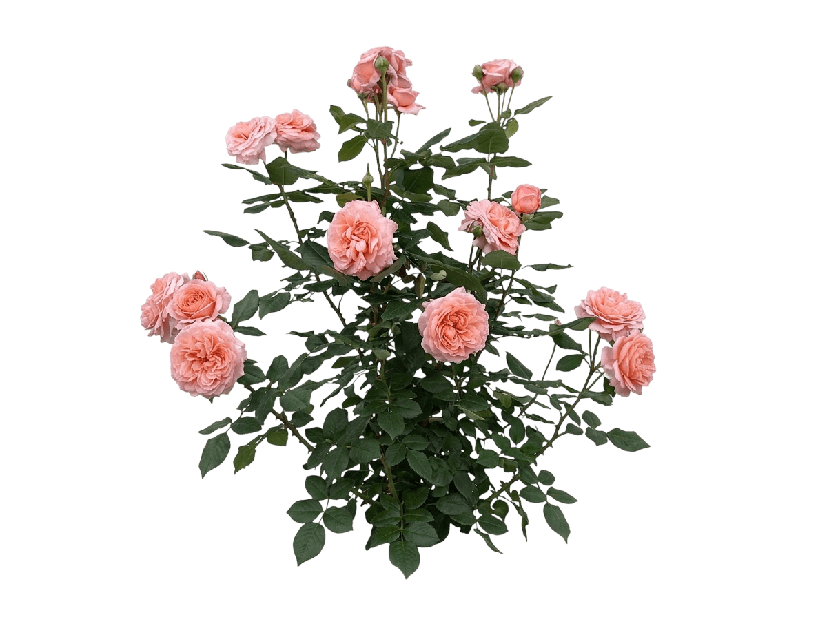 Martha Stewart Rose (Rosa Marha Stewart) - Ground Layers