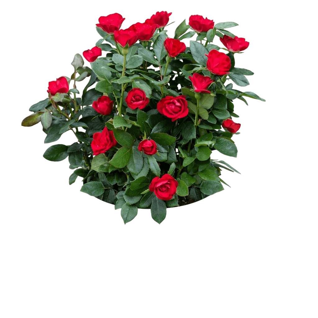 Petite Knock Out Rose (Rosa Petite Knock Out®) - Ground Layers