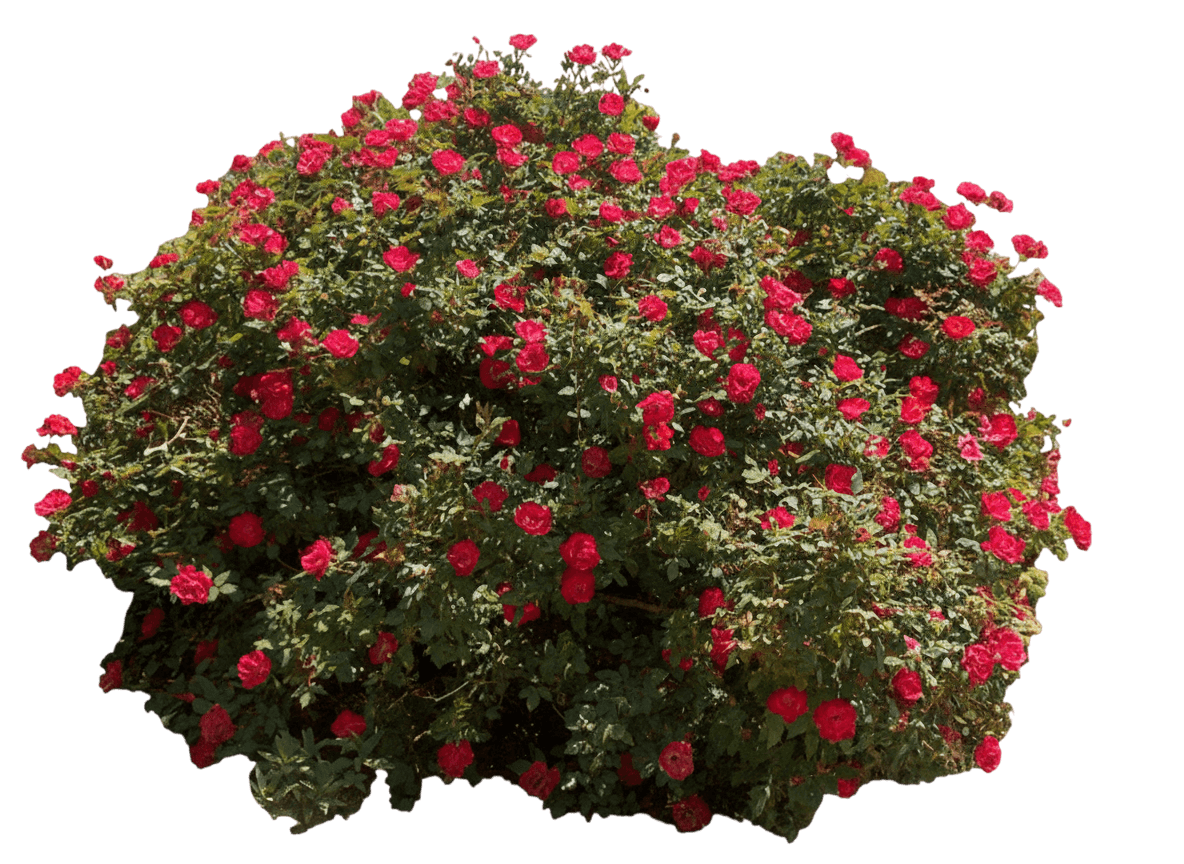 Rose, Knock Out® (Rosa Pp 11836 'Radrazz') - Ground Layers