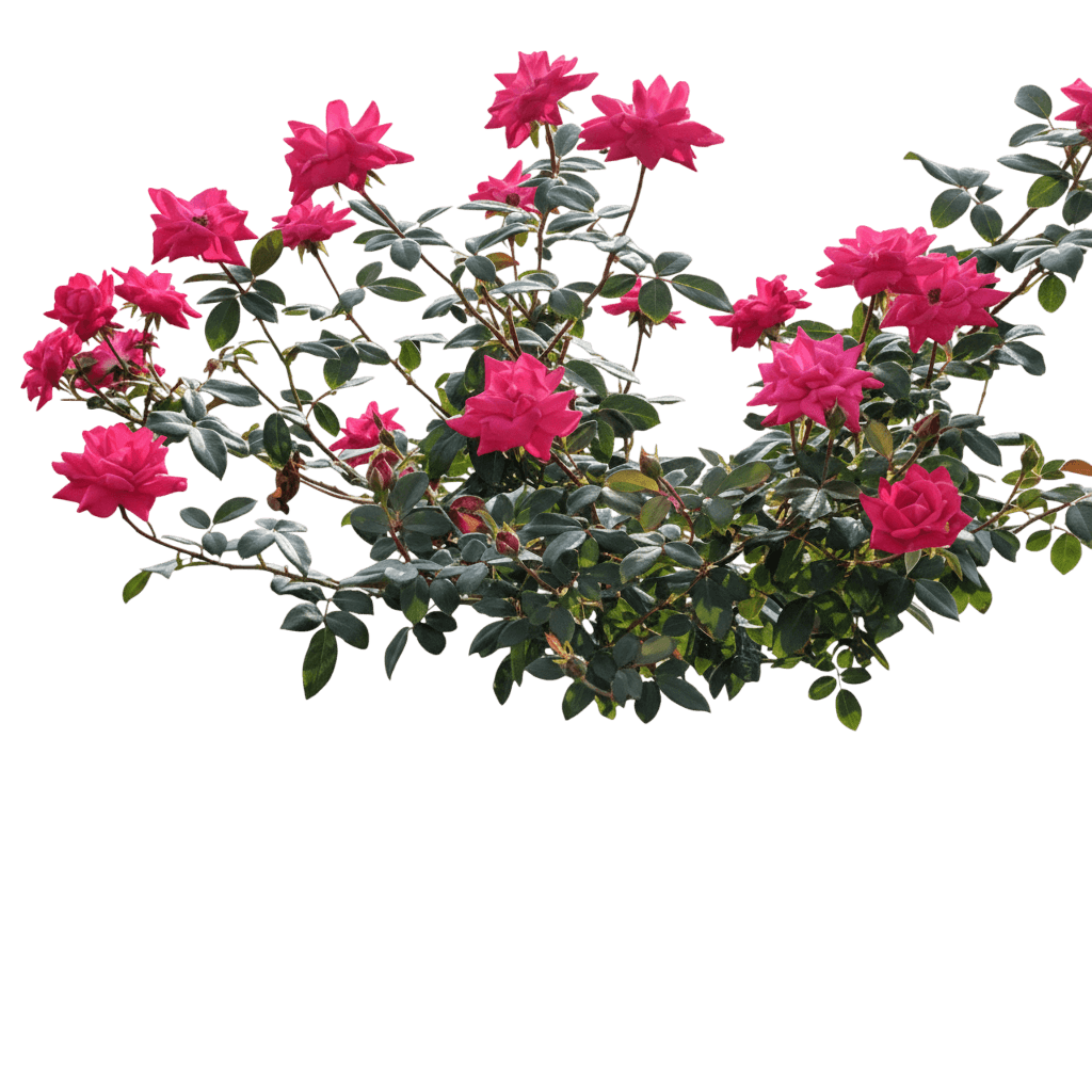 Rose, Double Knock Out® (Rosa Pp 16202 'Radtko') - Ground Layers