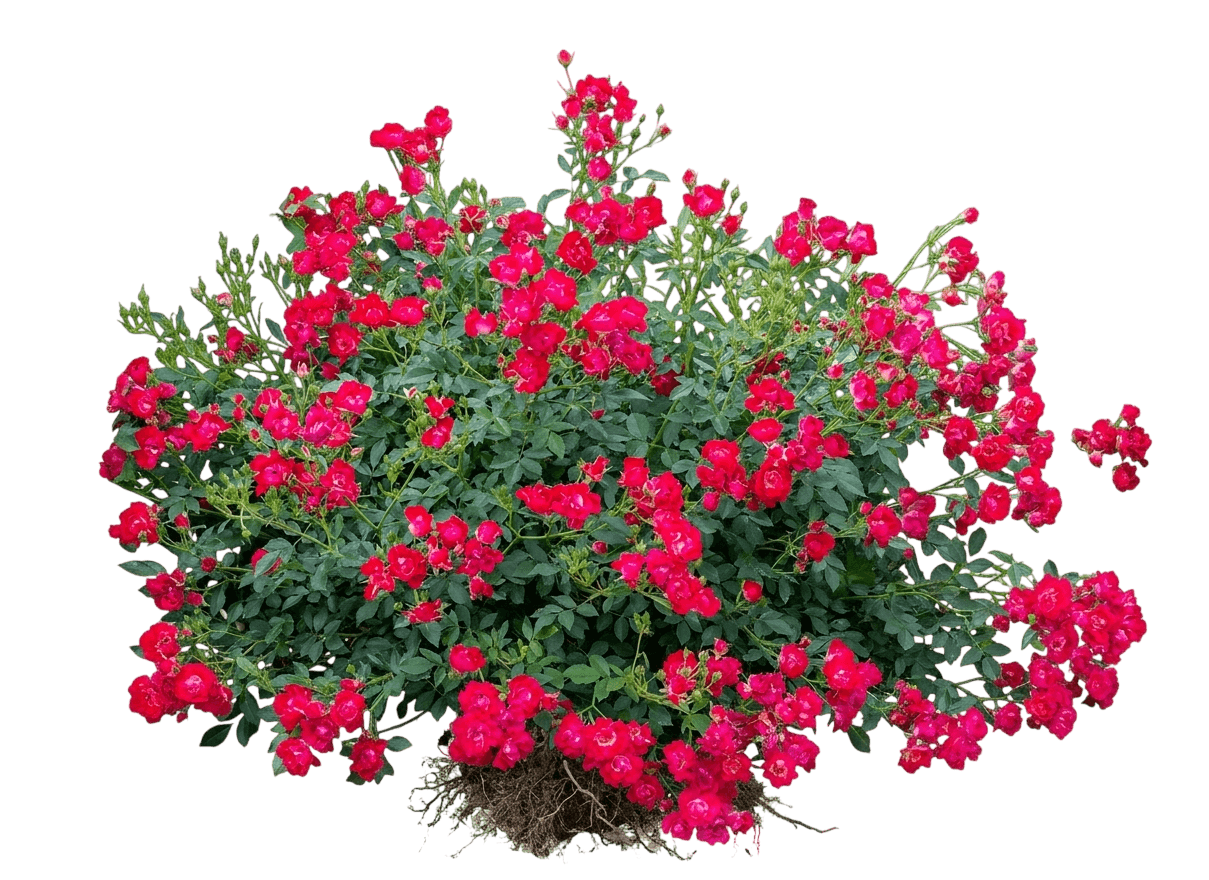 Red Drift Rose (Rosa Red Drift ®) - Ground Layers