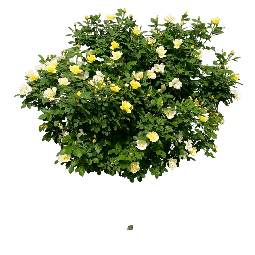Sunny Knock Out Rose (Rosa Sunny Knock Out®) - Ground Layers