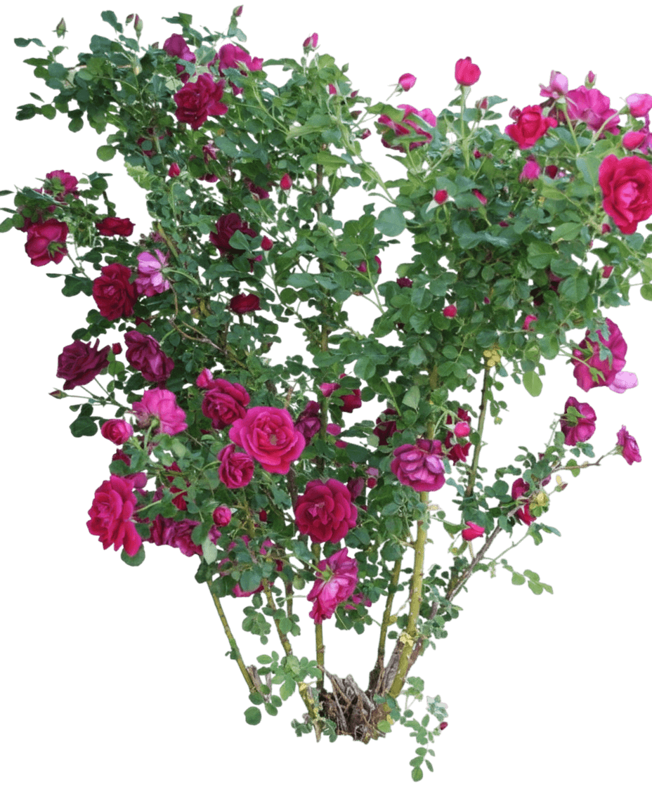 Rose, Cuthbert Grant (Rosa X ‘Cuthbert Grant’) - Ground Layers