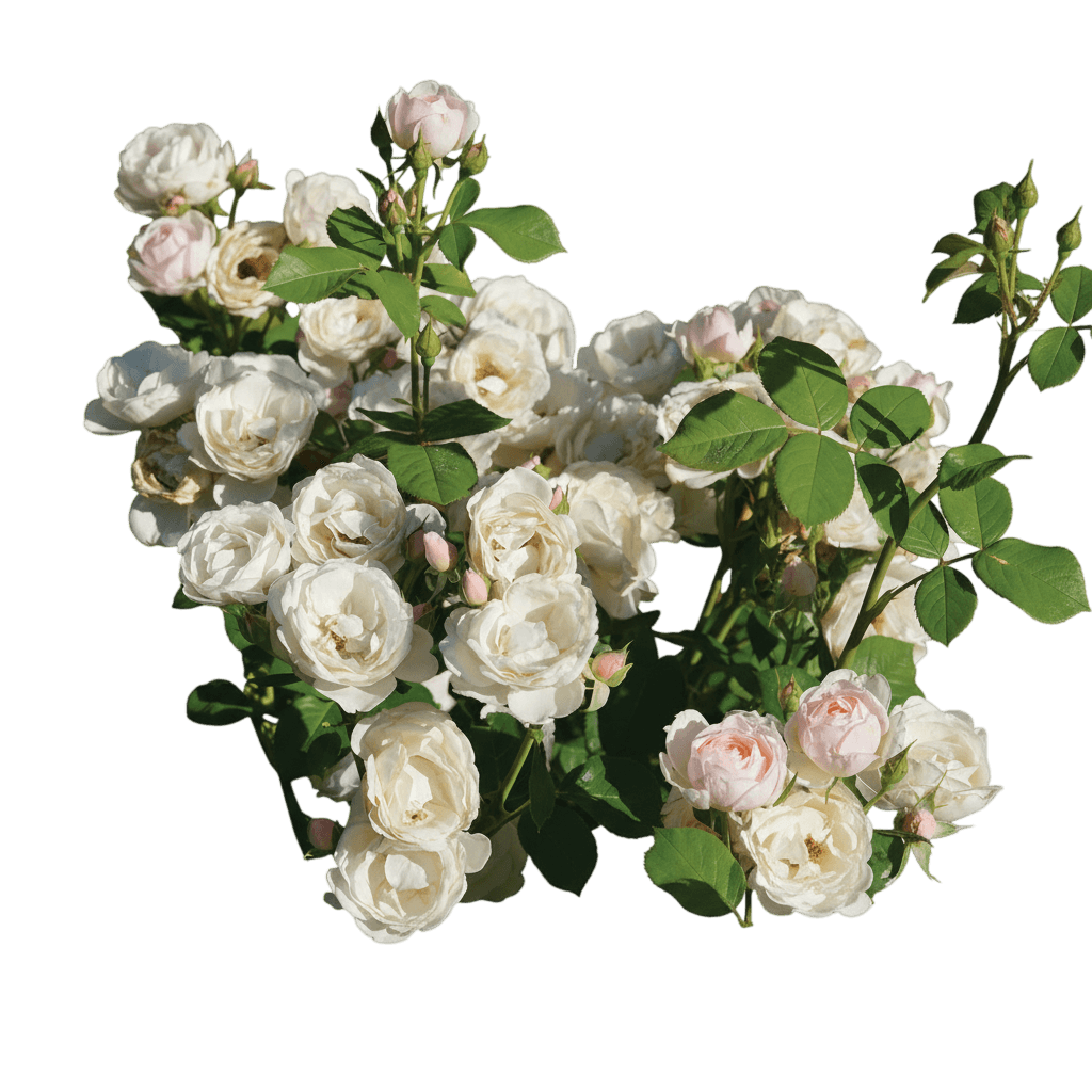 Flavorette™ Pear'D Rose (Rosa X Flavorette Pear'D 'Bozdib023') - Ground Layers