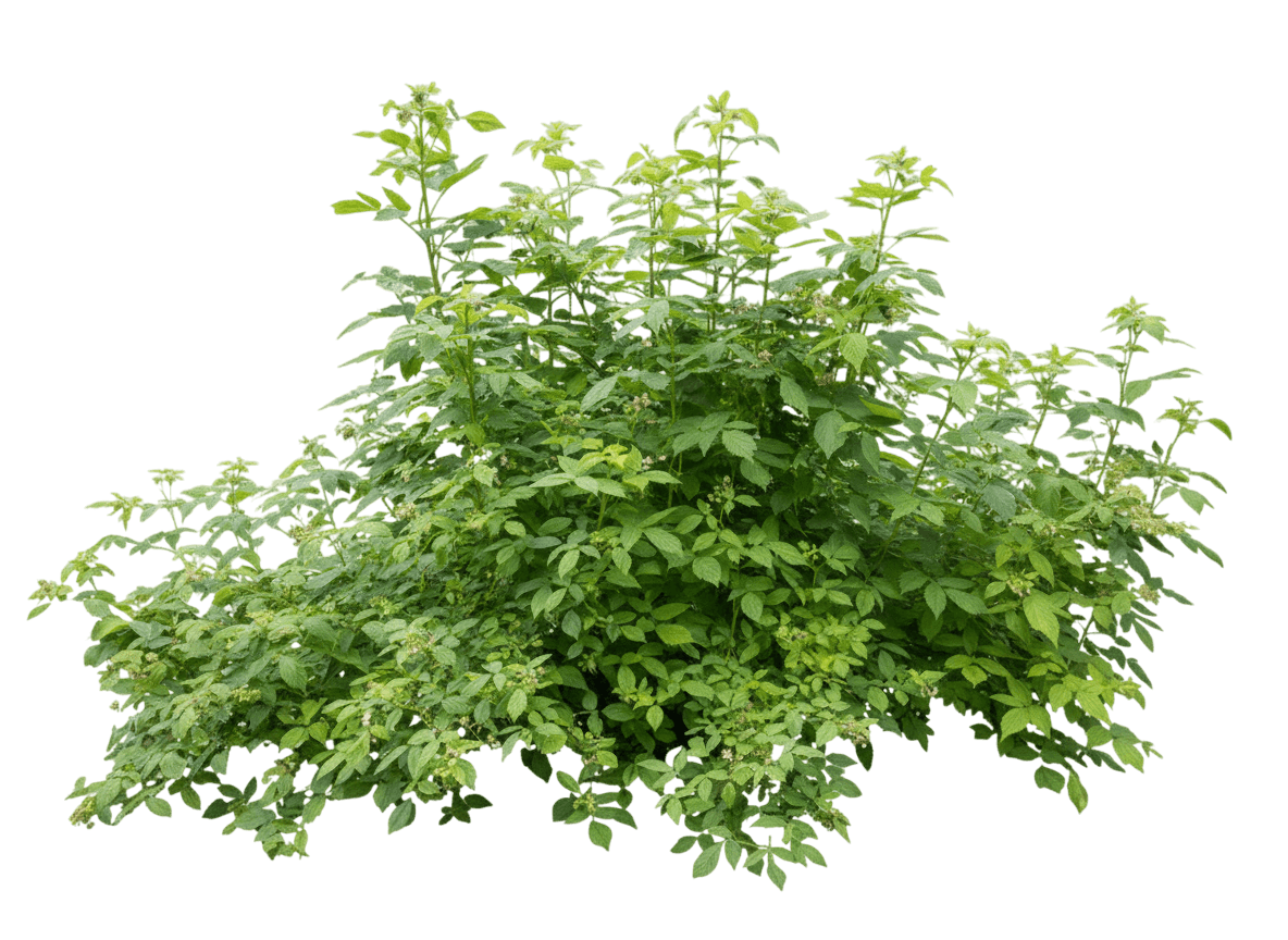 Red Raspberry (Rubus Idaeus 'Heritage') - Ground Layers