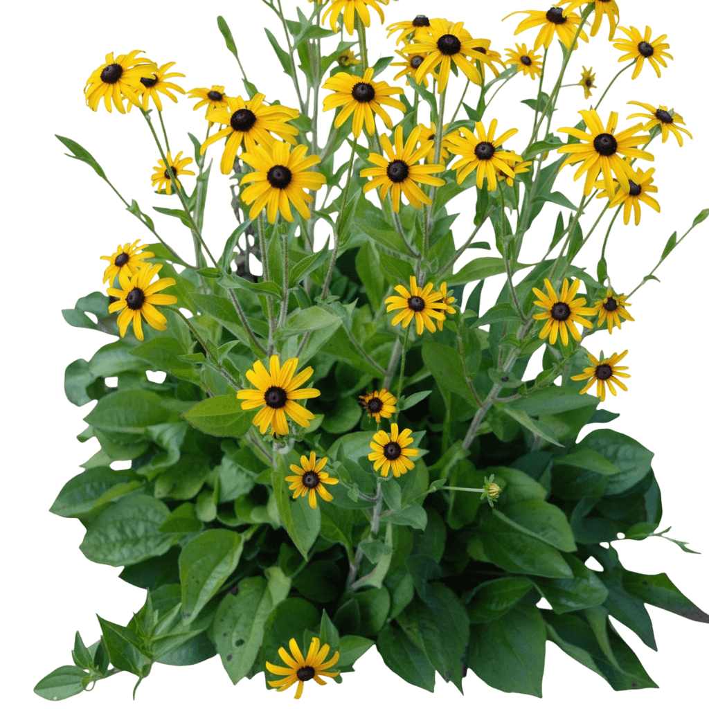 Black Eyed Susan (Rudbeckia Fulgida Var. Deamii) - Perennials