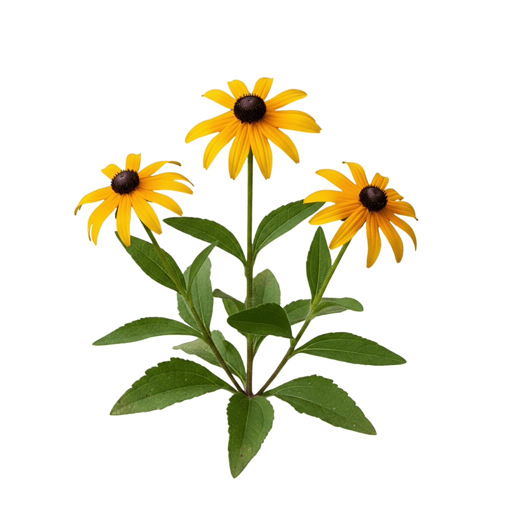 Black-Eyed Susan (Rudbeckia X 'American Gold Rush') - Perennials