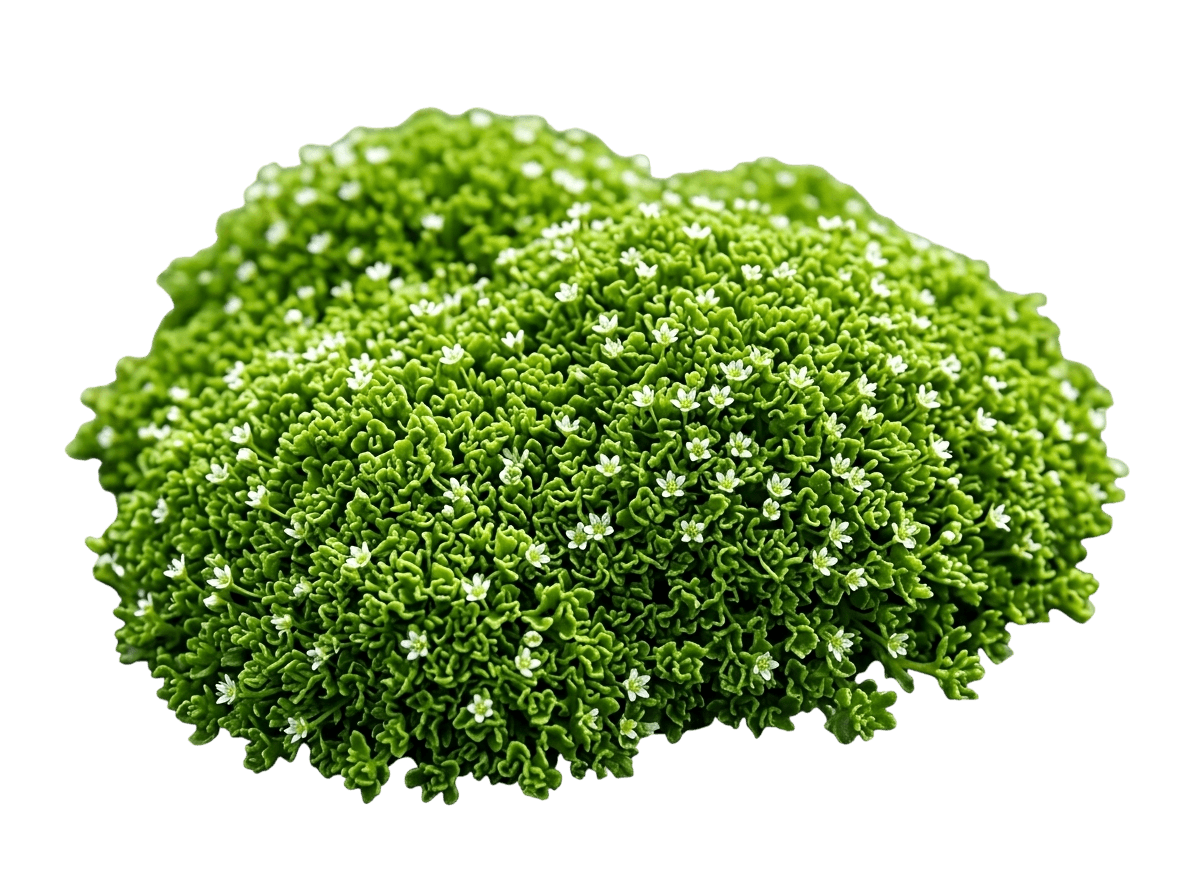 Crispy Irish Moss (Sagina Subulata 'Crispy') - Ground Layers