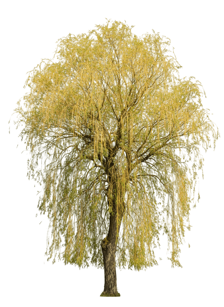 Golden Weeping Willow (Niobe Willow) (Salix Alba 'Tristis') - Shade Trees