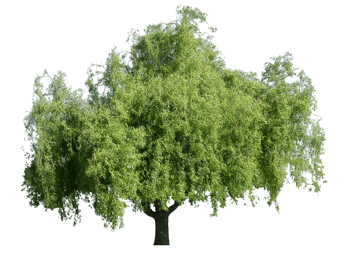 Willow, Corkscrew (Salix Matsudana ‘Tortuosa’) - Shade Trees