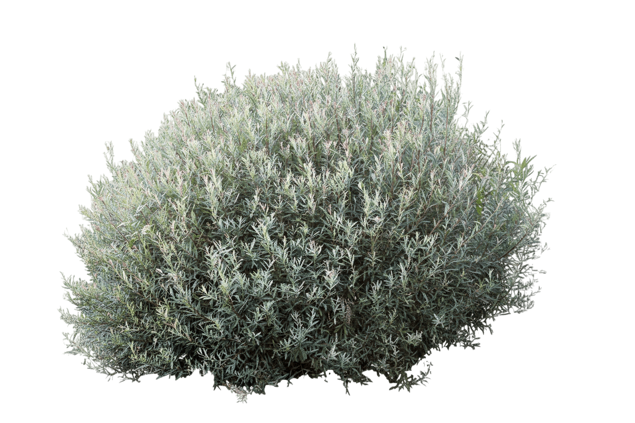 Willow, Dwarf Arctic (Salix Purpurea ‘Nana’) - Ground Layers