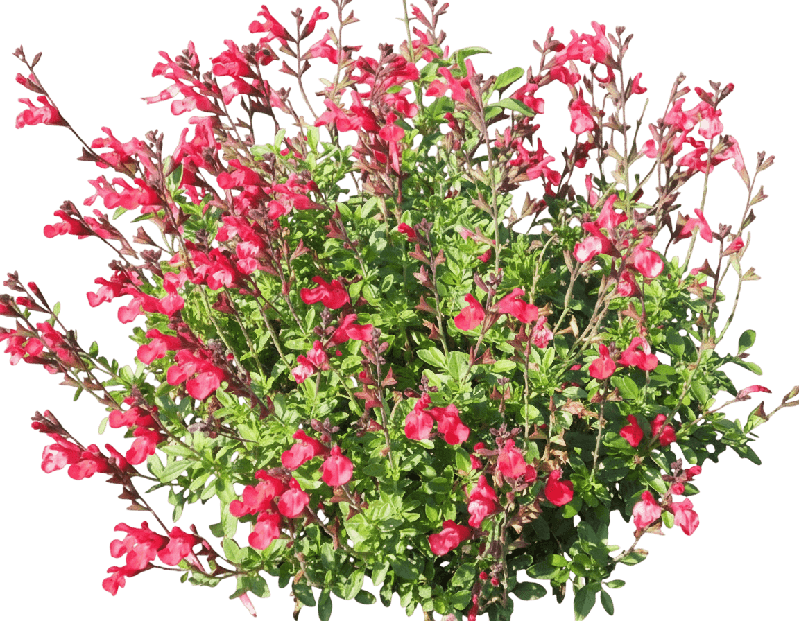 Autumn Sage (Salvia Greggii Arctic Blaze® Red) - Perennials