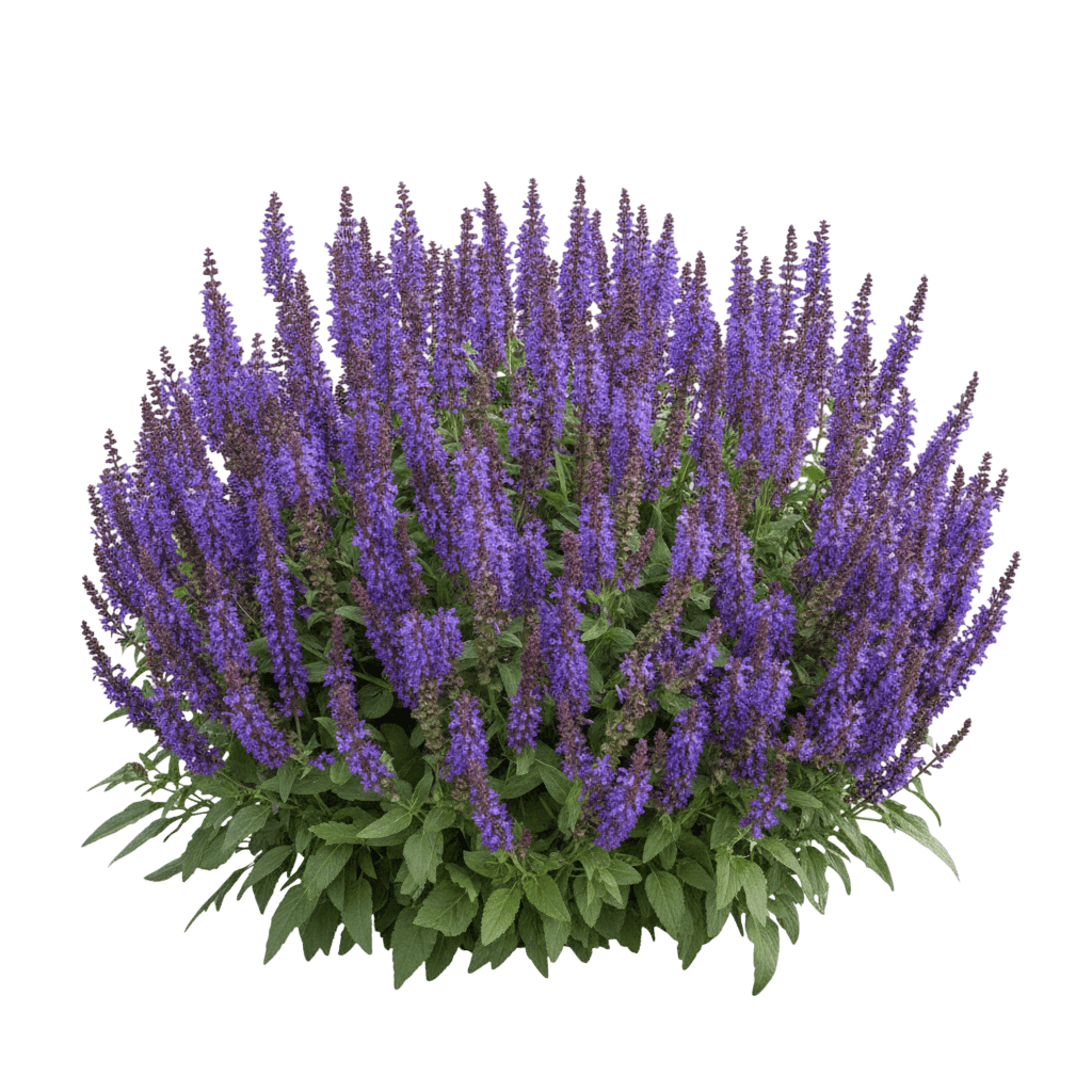 Blue Marvel Salvia (Salvia Nemorosa) - Perennials