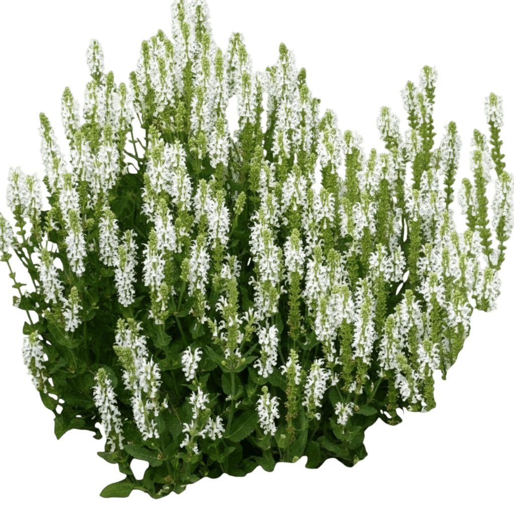 Meadow Sage, Snow Hill (Salvia Nemorosa 'Schneehugel') - Perennials