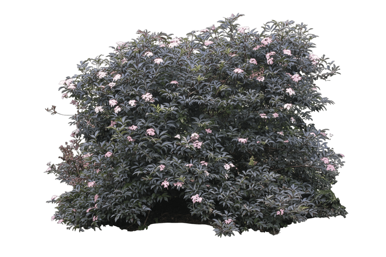 Elderberry, Black Beauty (Sambucus Nigra 'Black Beauty') - Ground Layers