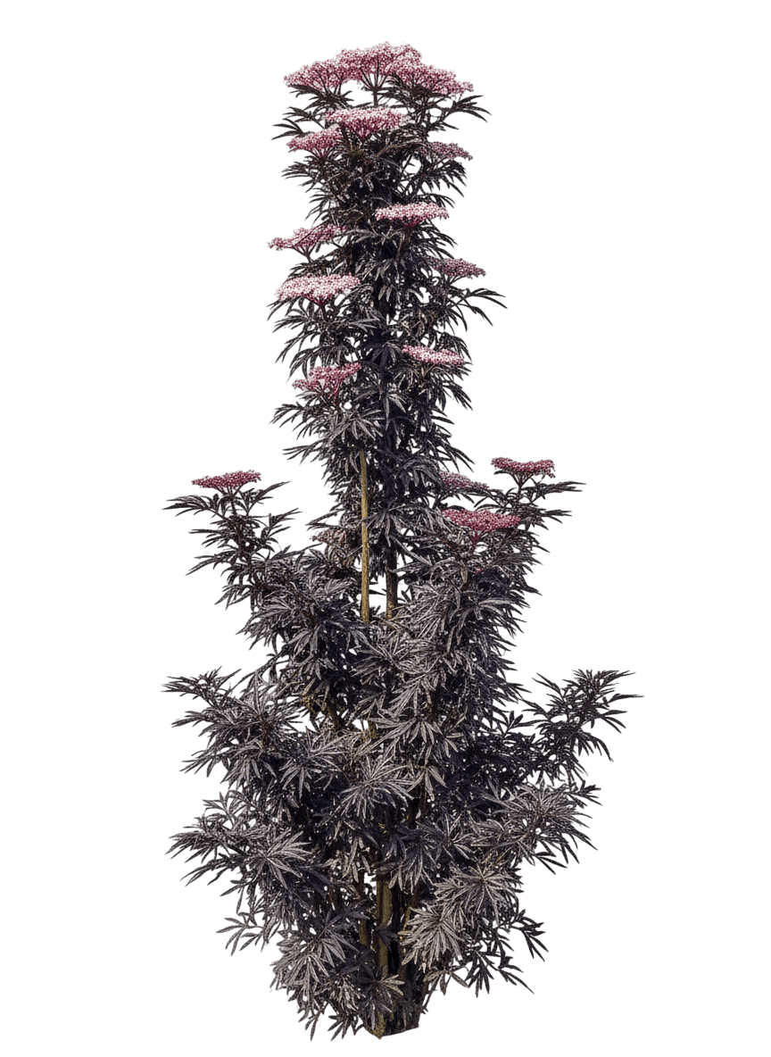 Laced Up®  Elderberry (Sambucus Nigra Laced Up 'Snr1292') - Ground Layers