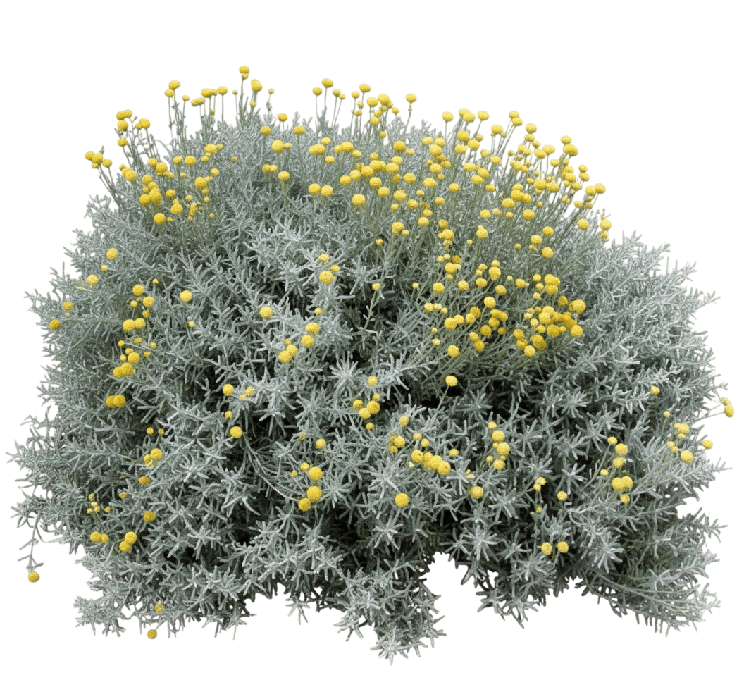 Lavender Cotton (Santolina Incana Nana) - Perennials