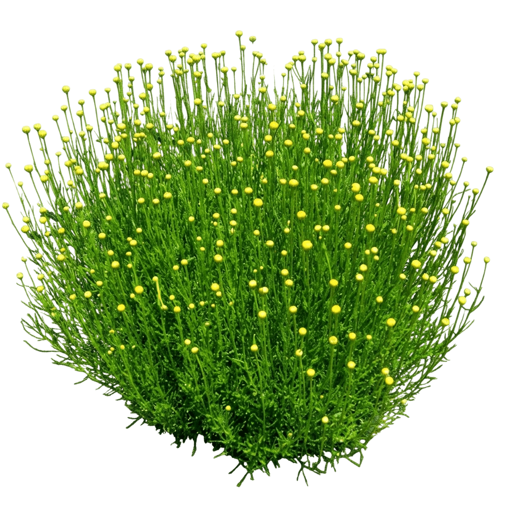 Lavender Cotton (Santolina Virens) - Perennials