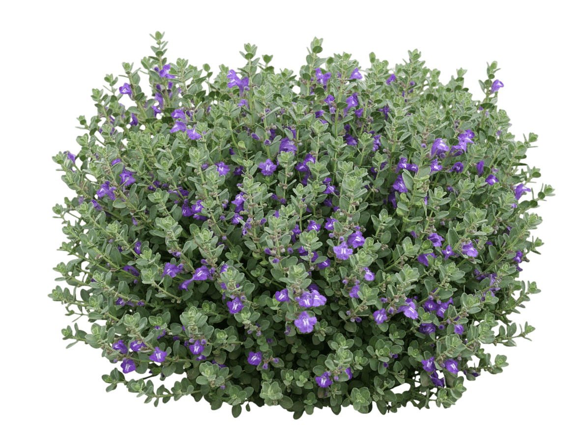 Scullcap, Smoky Hills (Scutellaria Resinosa 'Smoky Hills') - Perennials