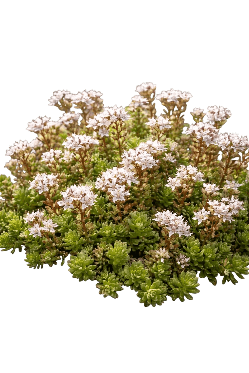 Stonecrop (Sedum Album) - Ground Layers