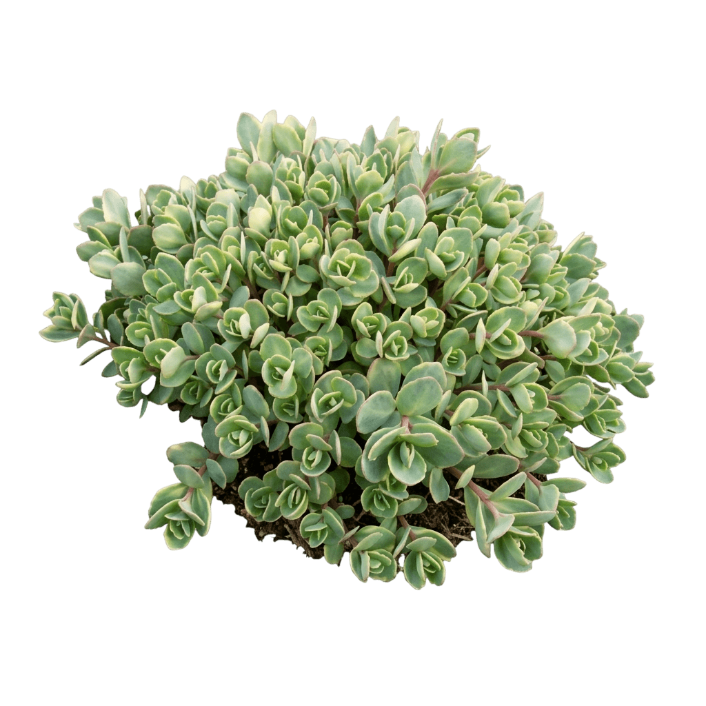 Variegated Stonecrop (Sedum 'Floriluna') - Perennials
