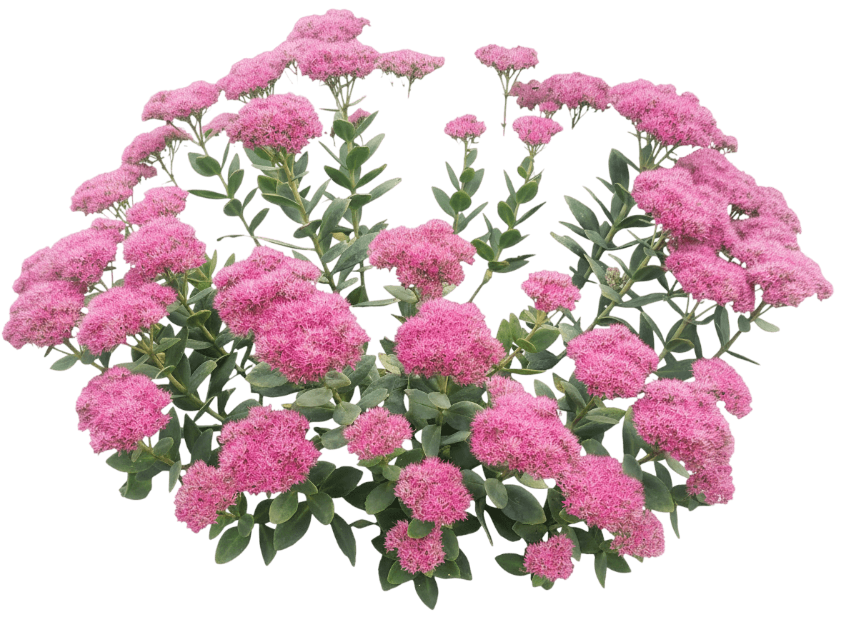 Stonecrop (Sedum R. 'Prima Angelina') - Perennials