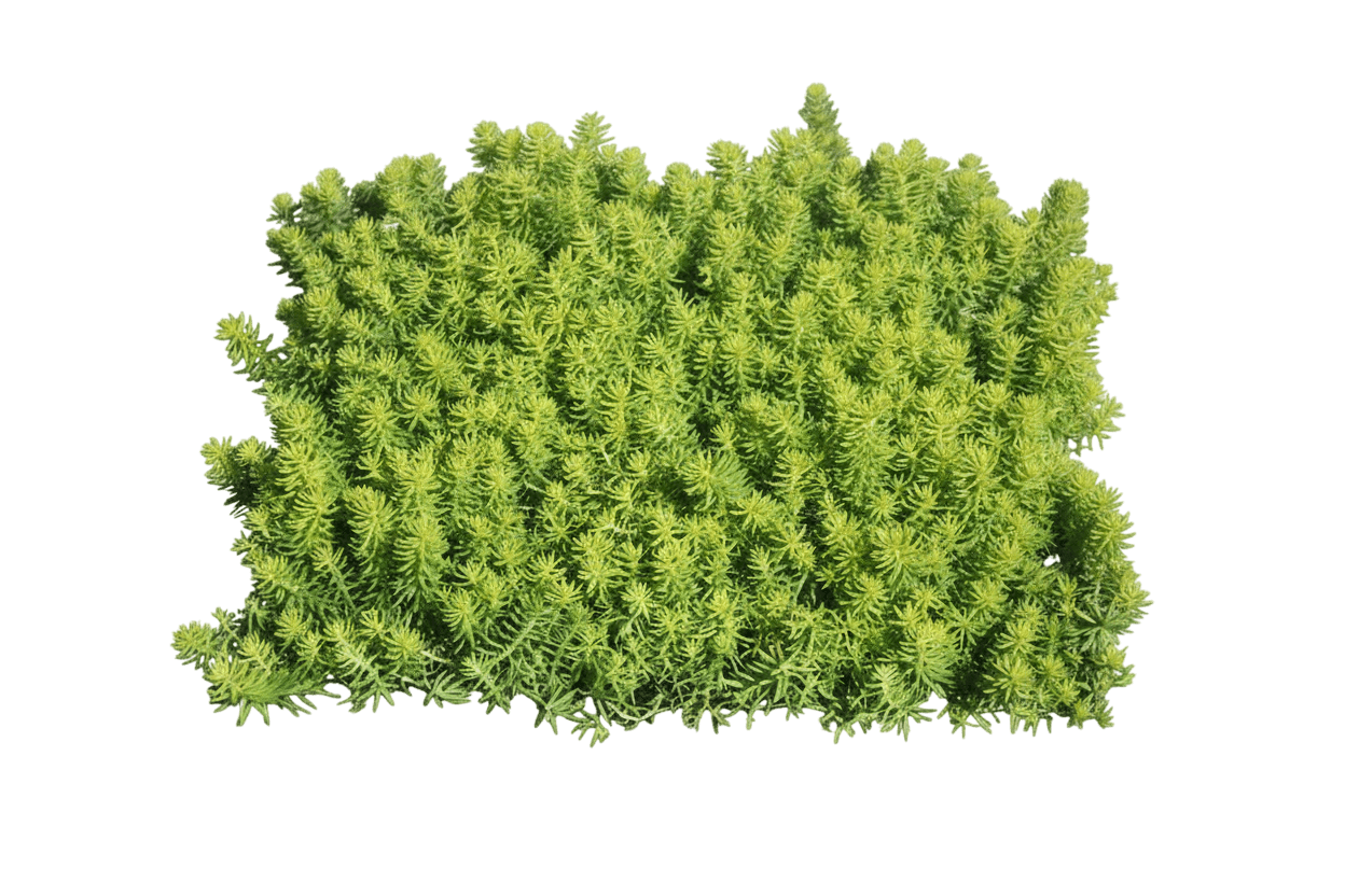 Stonecrop, Angelina (Sedum Repestre 'Angelina') - Succulents