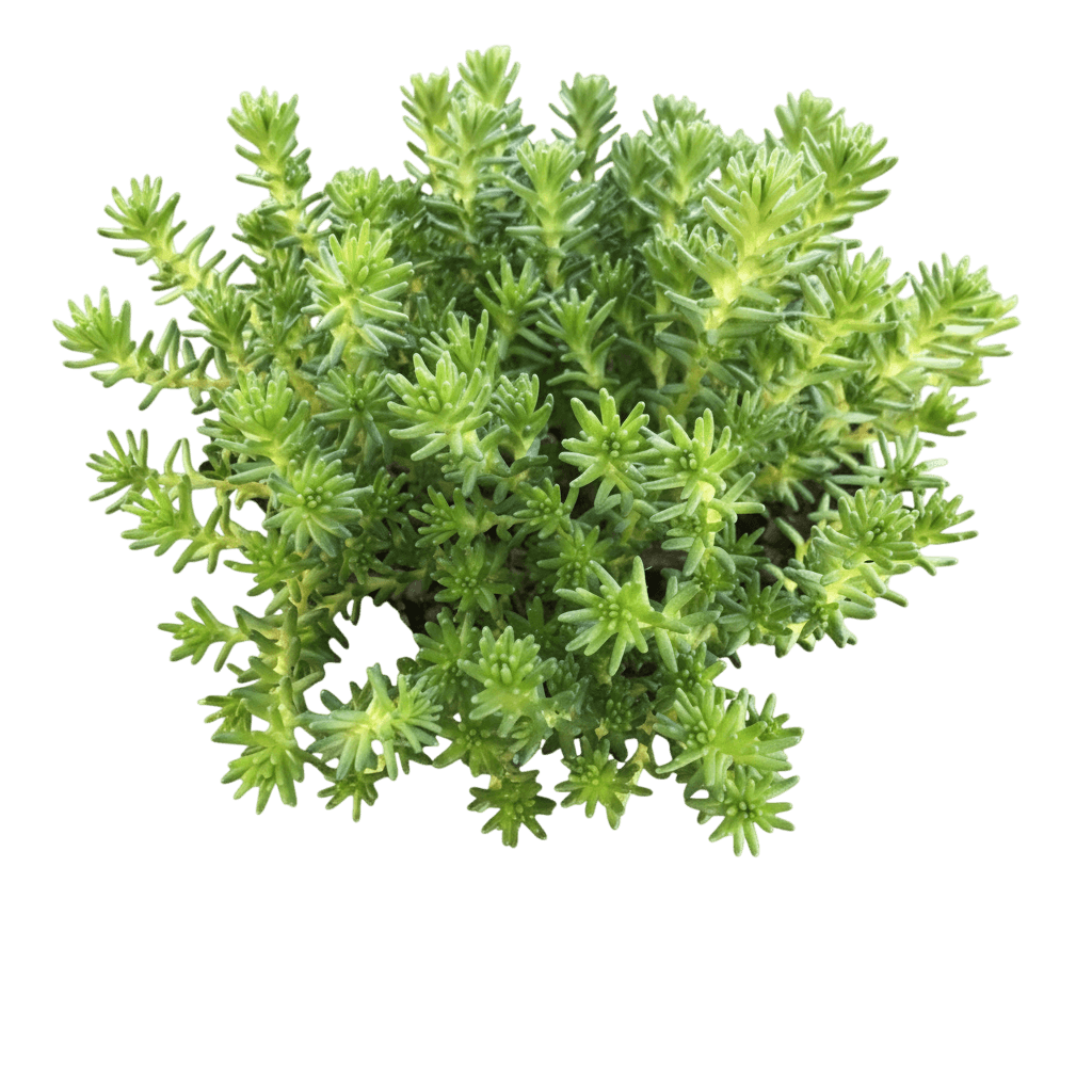 Watch Chain Stonecrop (Sedum Sexangulare) - Succulents