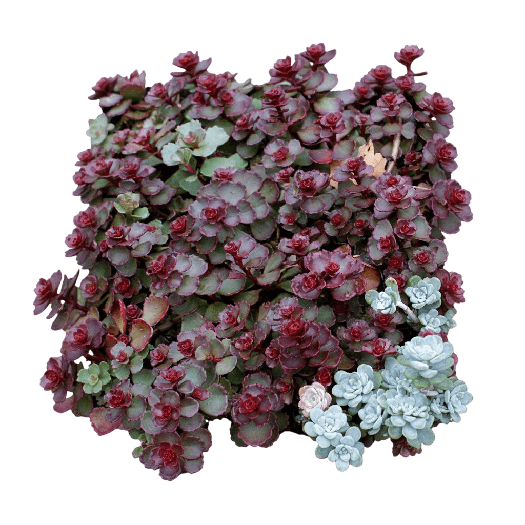 Stonecrop, Dragon'S Blood (Sedum Spurium ‘Dragon’S Blood’) - Succulents