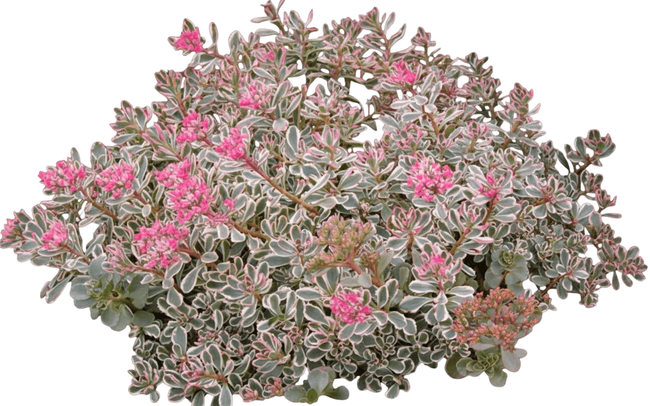 Stonecrop, Tricolor (Sedum Spurium 'Tricolor') - Perennials