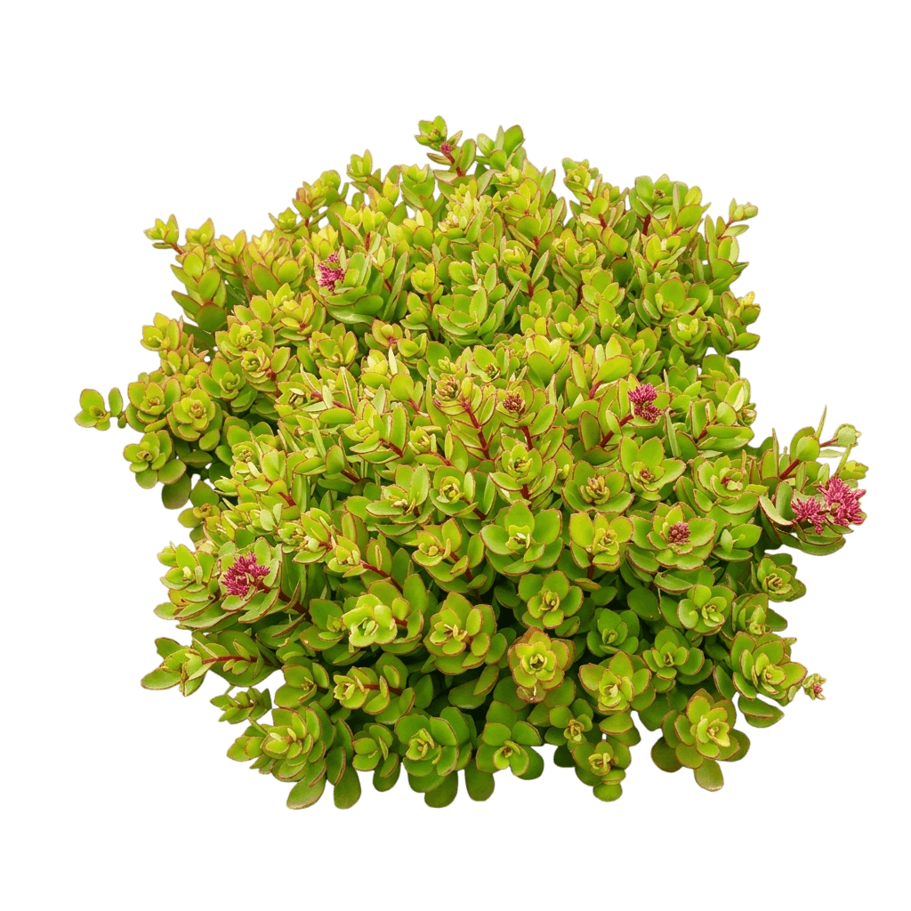 Lime Zinger Creeping Stonecrop (Sedum Sunsparkler 'Lime Zinger') - Ground Layers