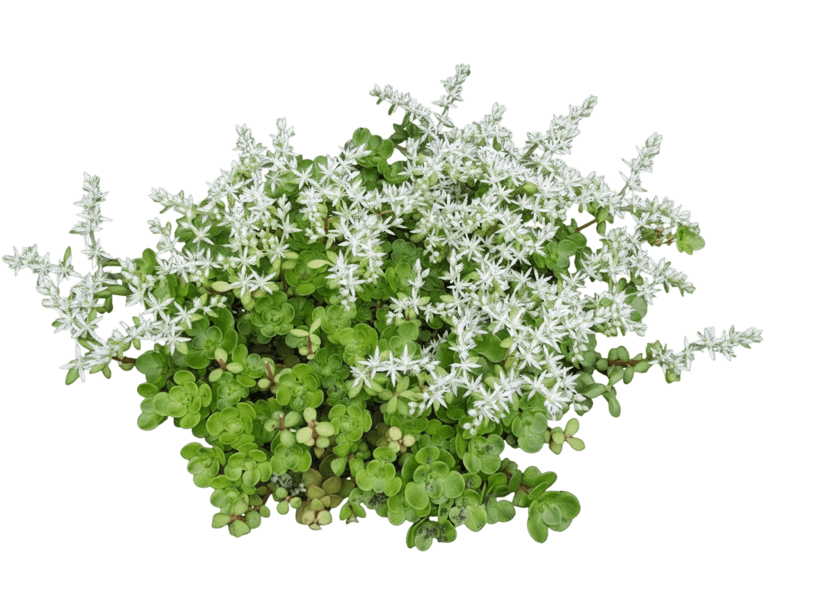 Woodland Stonecrop (Sedum Ternatum) - Perennials