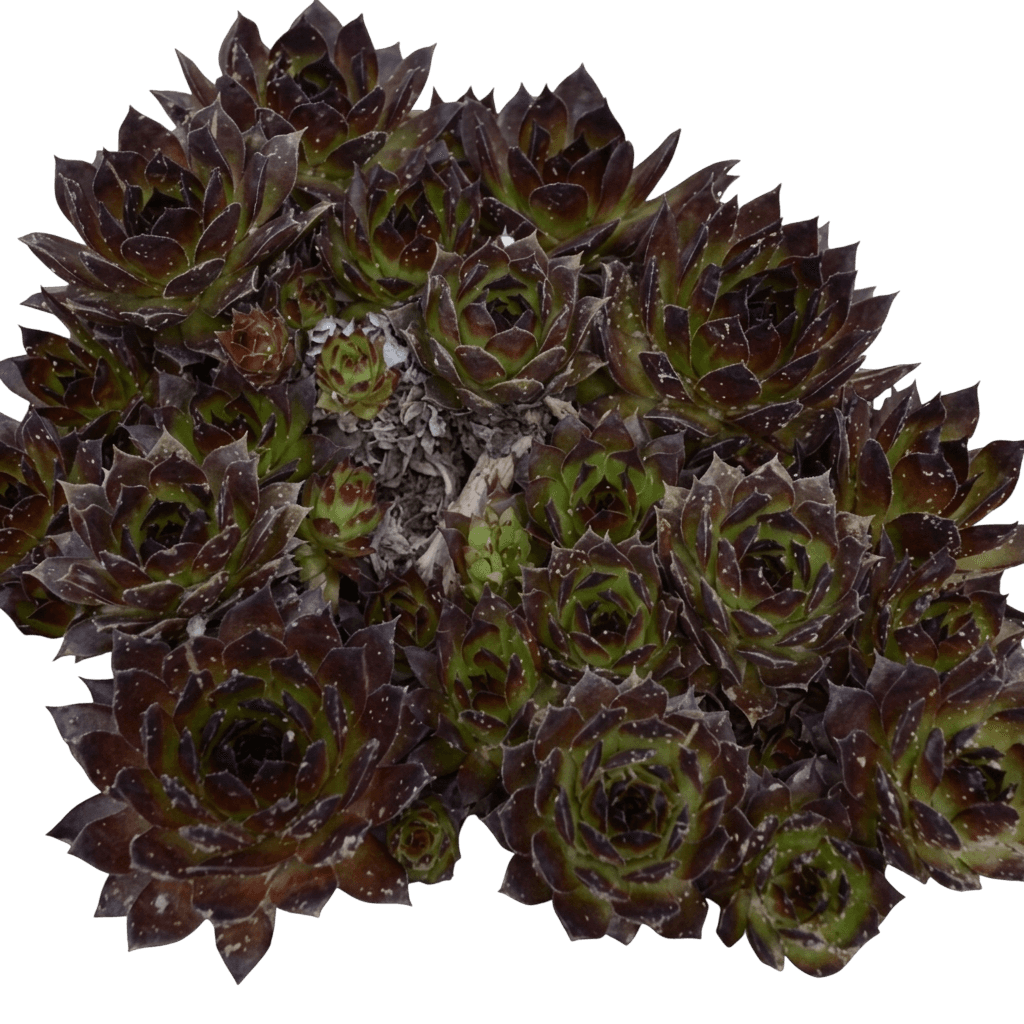 Black Hens And Chicks (Sempervivum 'Black') - Succulents