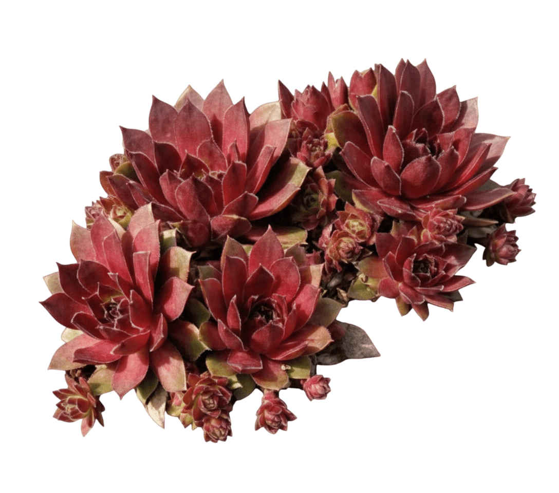 Hens-And-Chicks (Sempervivum 'Oddity') - Perennials