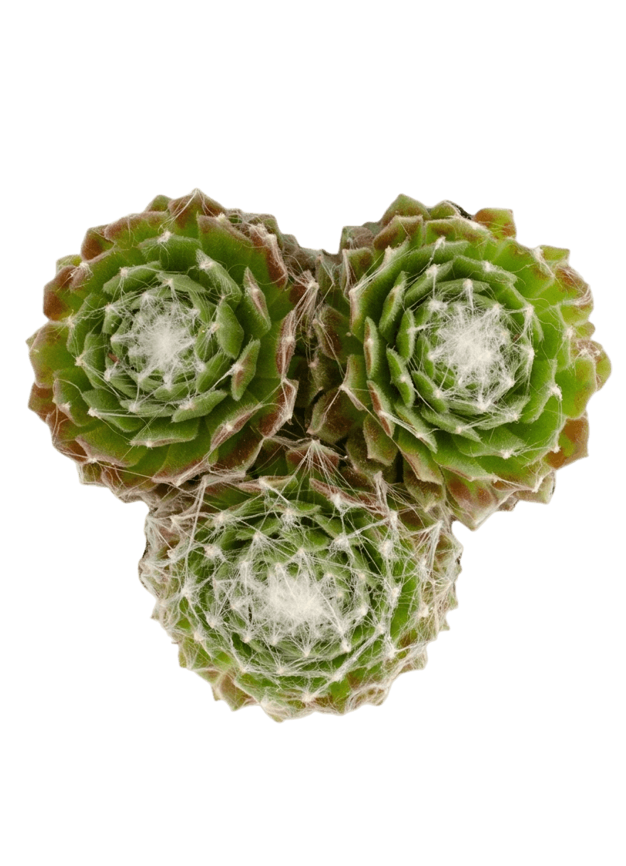 Silverine Hens And Chicks (Sempervivum 'Silverine') - Succulents