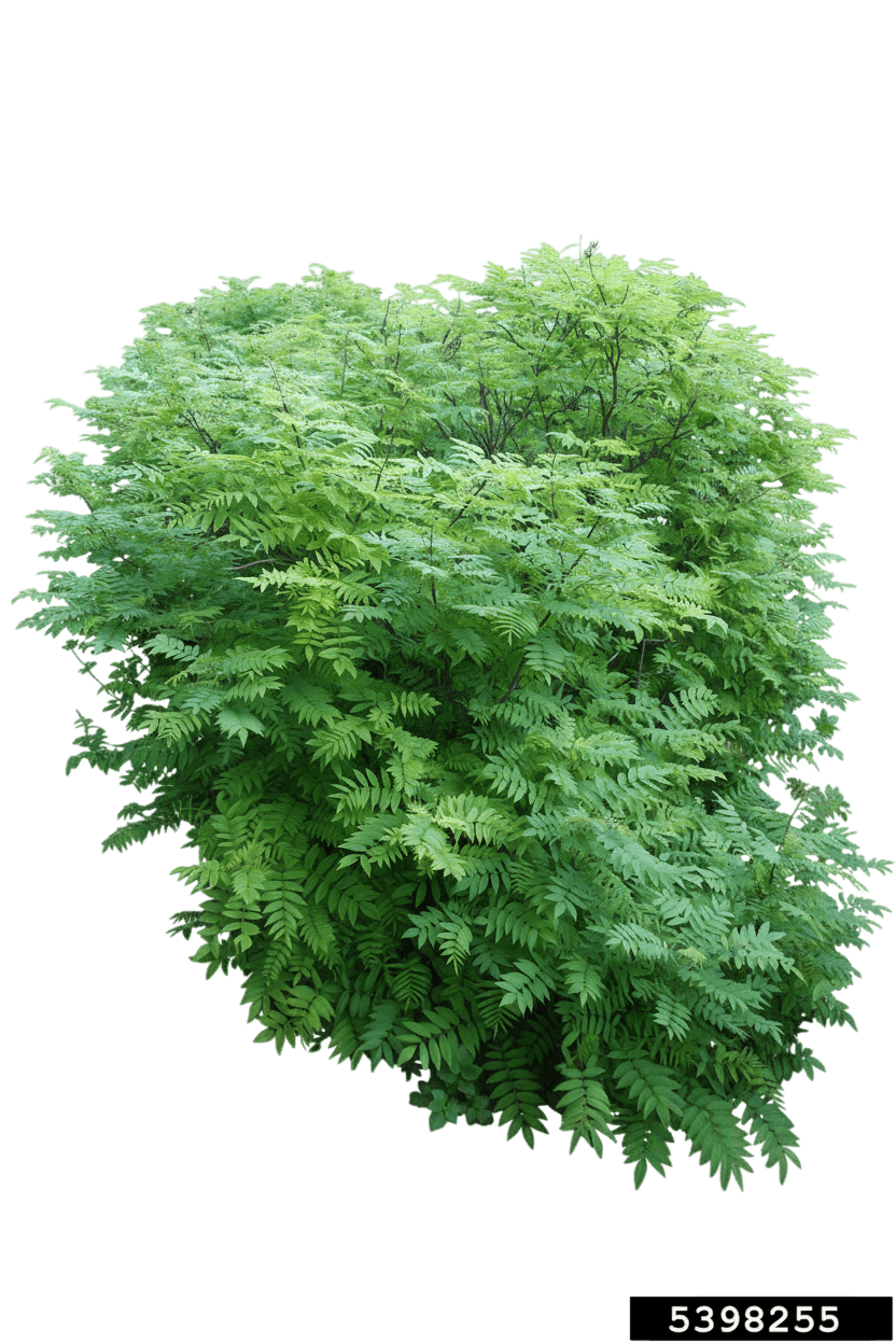 Sem Dwarf False Spiraea (Sorbaria Sorbifolia 'Sem') - Ground Layers