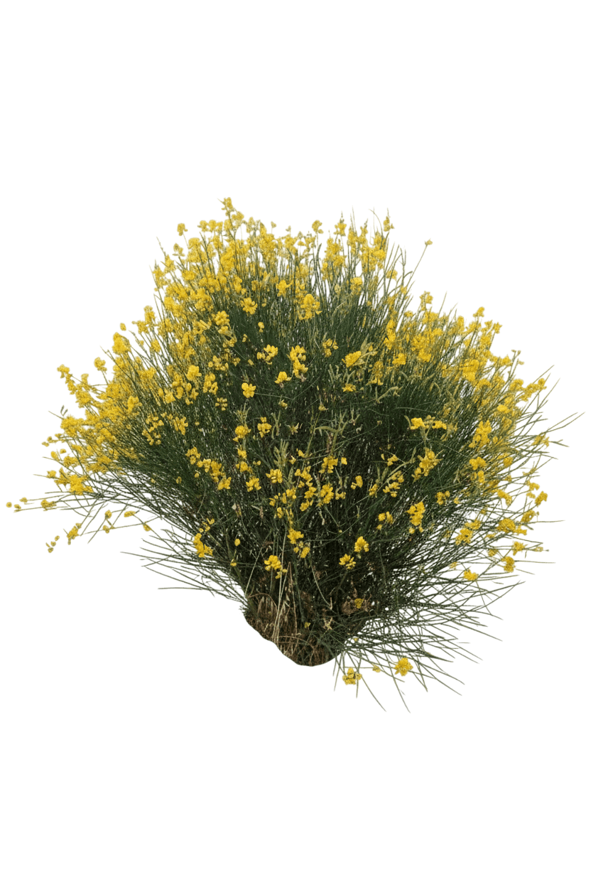 Broom, Spanish (Spartium Junceum) - Ground Layers