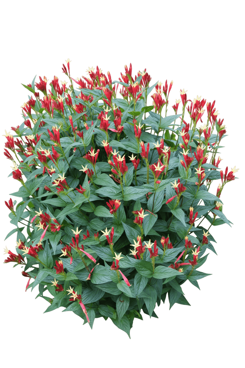 Indian Pink (Spigelia Marylandica) - Perennials