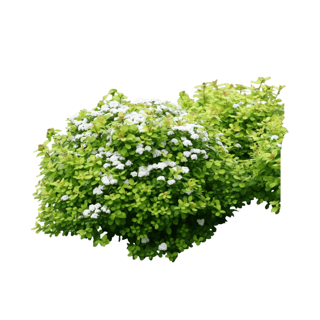 Spirea, Glow Girl (Spiraea Betulifolia ‘Glow Girl’) - Ground Layers